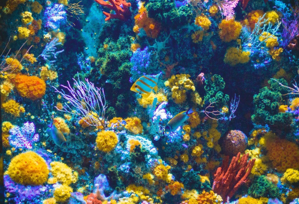 Australia and 11 other countries lobby Unesco over Great Barrier Reef decision-making